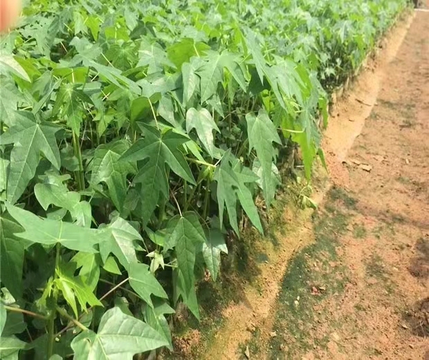 灵山县番木瓜苗 大量供应木瓜苗
