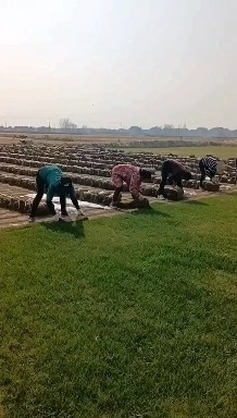 监利市 百慕大草