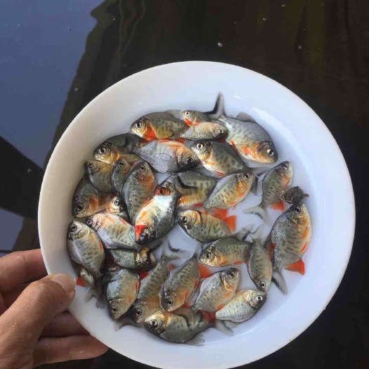 江门红鲳鱼苗   淡水鲳鱼苗