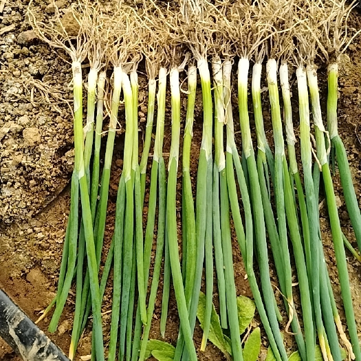 潍坊铁杆大葱苗 山东潍坊铁杆葱苗，钢葱葱苗，一代二代葱苗都有现货
