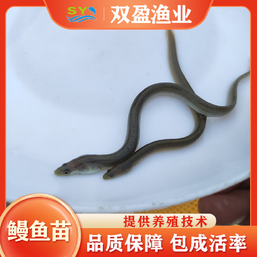 广州产地直供优质鳗鱼苗 白鳝苗批发