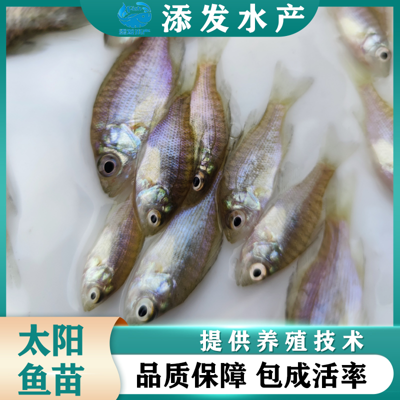 广州太阳鱼苗 大量出售优质蓝鳃太阳鱼苗 金边太阳鱼苗