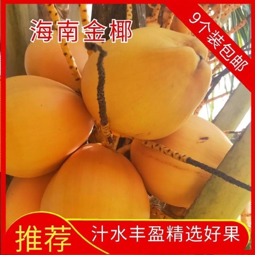 万宁市海南金椰子三亚特产新鲜水果黄金红椰九个装黄椰现摘带皮送开椰器