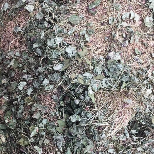 玉林长期供应｛马蹄金｝可批量可零售量大从优【包邮】
