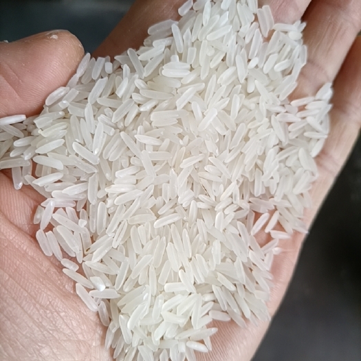 高安市莉丝、泰优、黄花粘、丝苗香米
