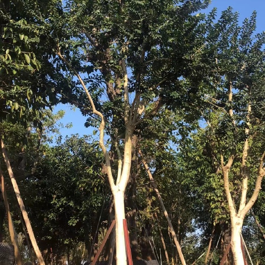 揭阳铁冬青 铁东青，白银香，万紫千红，白银树，白银木，东青，各种