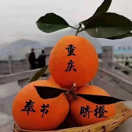 奉节脐橙：代收／代发：高次果：一树清：通货：商品果：