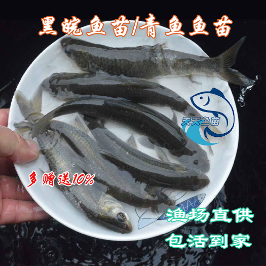 广州黑鲩鱼苗|螺丝青鱼苗|灰草鱼苗|乌皖黑鲩鱼乌青