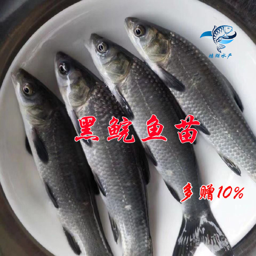 黑鲩鱼苗 螺丝青鱼苗 青鱼种苗 乌鲩鱼苗 黑鲩灰 草乌青