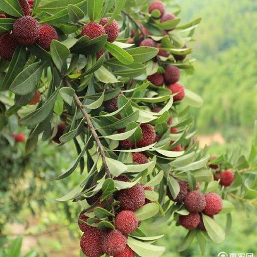 沭阳县 嫁接东魁杨梅树苗耐寒南方北方种植果树苗当年结果杨梅苗