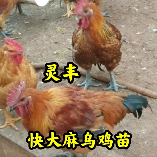 南宁（30只起发）【快大型/麻乌鸡苗】