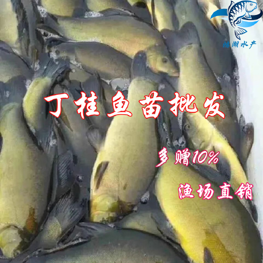 丁桂鱼苗、绿丁桂鱼、欧洲丁桂鱼、丁岁鱼苗