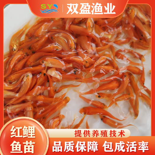 广州大量批发兴国红鲤鱼苗，厂家直销红鲤鱼苗价格优惠