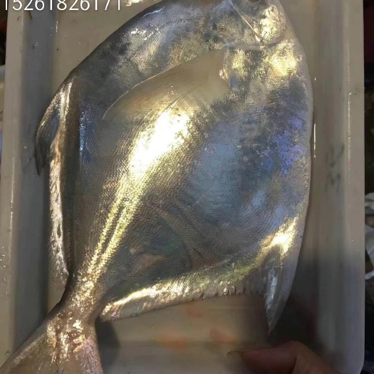【鲳鱼】纯海洋鲳鱼新鲜特大号深海鱼