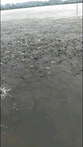 常德 原塘红尾鲤鱼苗1一3两、3一6两大量出售