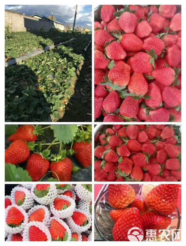 新鲜现摘草莓牛奶99草莓大凉山应季水果超甜商用奶油草莓