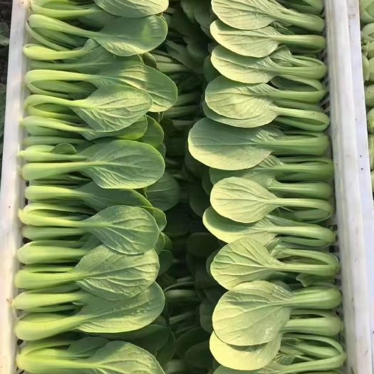 曹县专业精品上海青小油菜