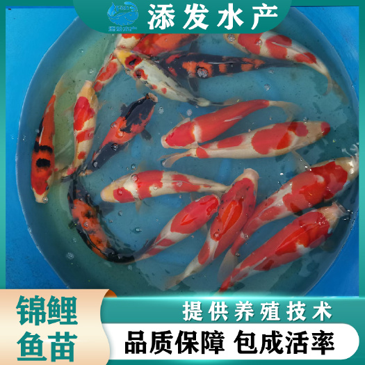 广州 锦鲤鱼苗批发 广州苗场直销