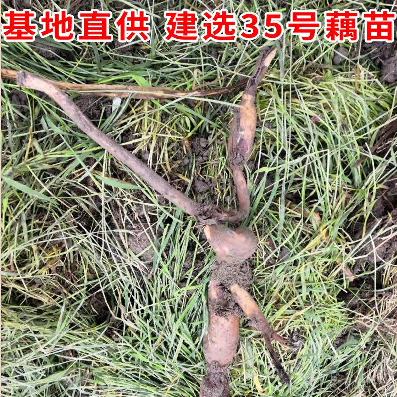 莲藕种苗  建选35号莲子藕苗 基地直供水果莲 观赏莲藕种