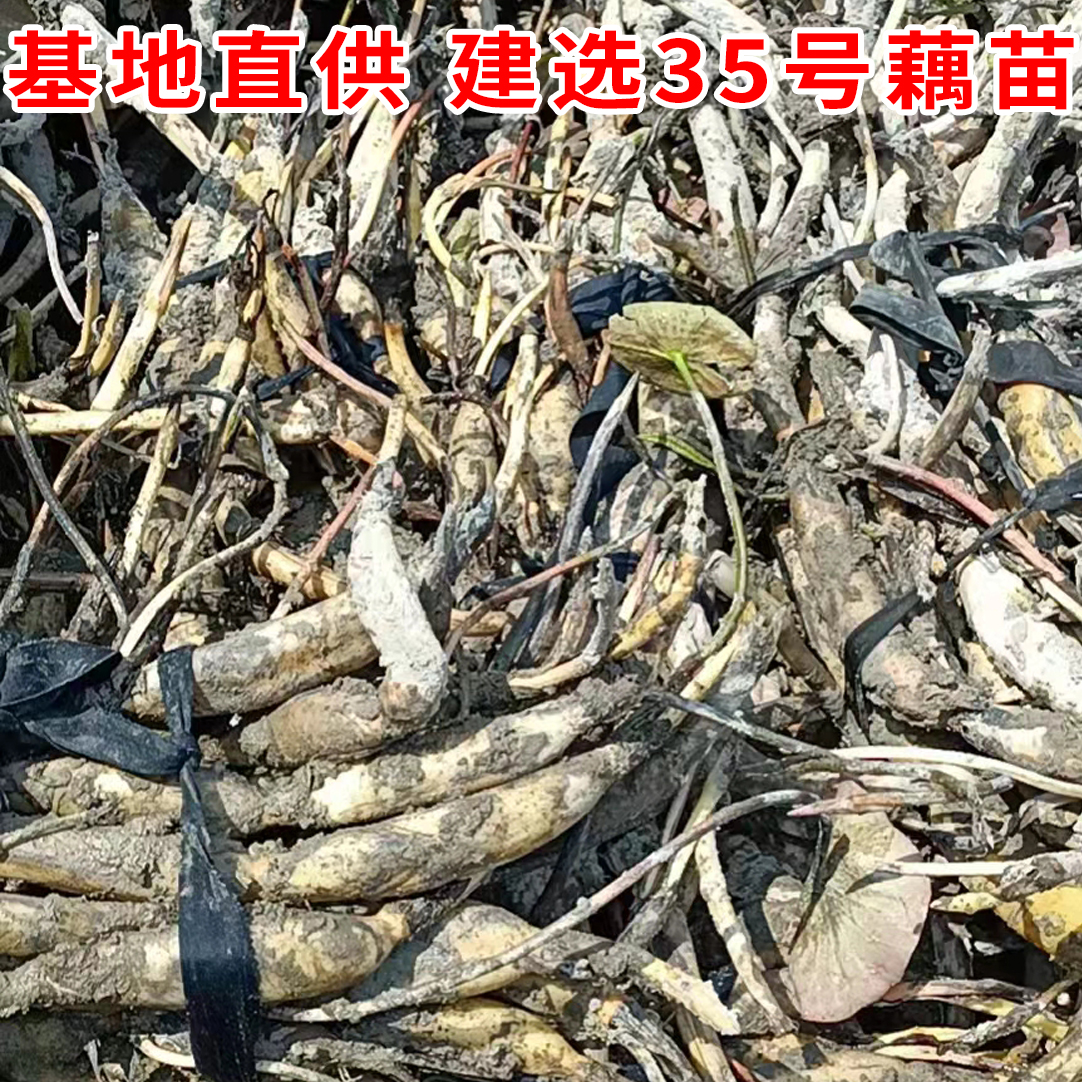 莲藕种苗  建选35号莲子藕苗 基地直供水果莲 观赏莲藕种