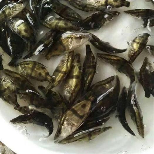 巴中 桂鱼鳜鱼苗