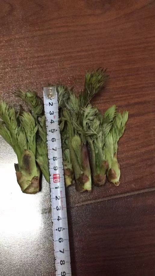 长沙刺老芽 刺嫩芽
