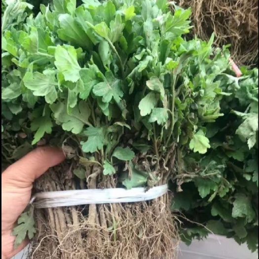 亳州优质金丝皇菊苗、基地直供，一手货源，抗病抗旱