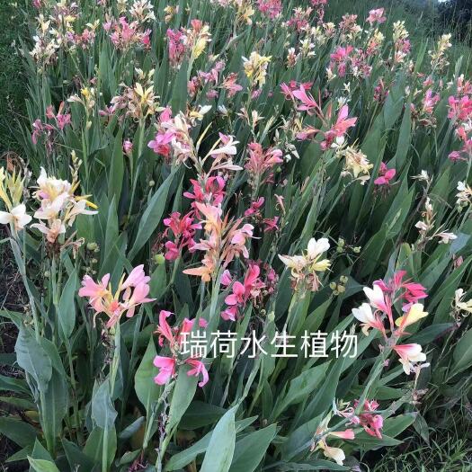 安新县粉美人蕉  水生美人蕉，盆栽水生美人蕉，基地自产自销
