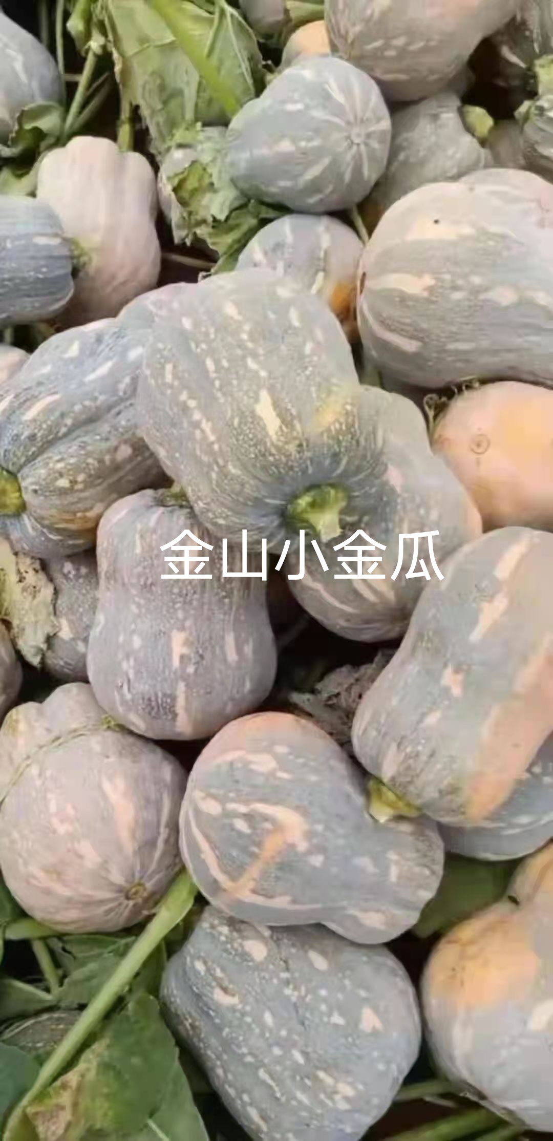 花生南瓜種子小金瓜種子口感佳，香甜面，市場(chǎng)前景好，廠家直銷