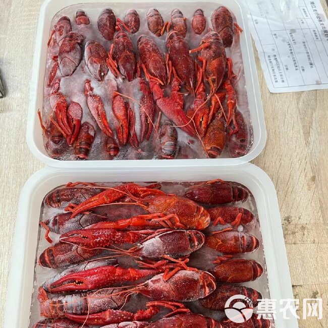 湖北省潜江市液氮速冻清水小龙虾肉质饱满Q弹