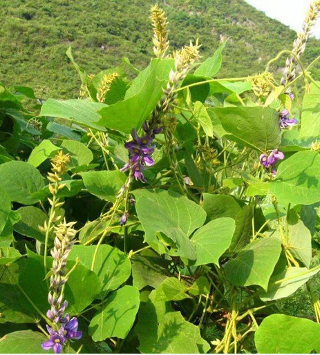 南宁葛藤种子爬藤种子护坡固土固沙绿化灌木