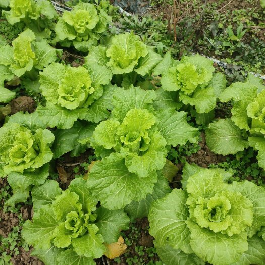 毛白菜 白菜