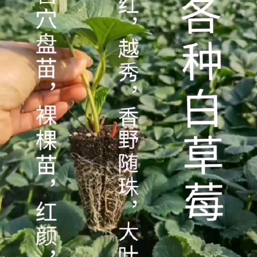 绥阳县红颜，粉玉，黑珍珠，恋人，淡雪现挖现卖基地直发一首货源