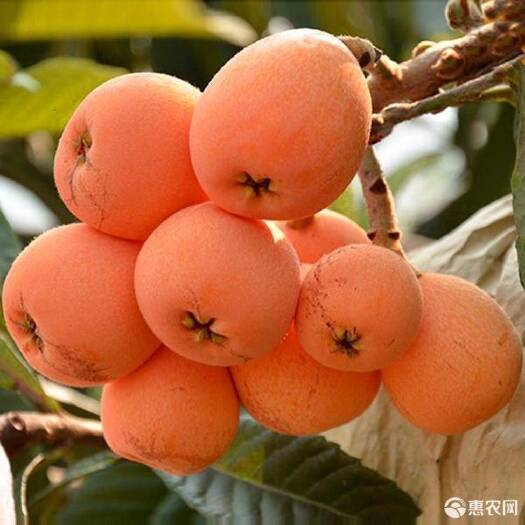 沭阳县 大五星枇杷苗树特大嫁接枇杷树苗 白沙