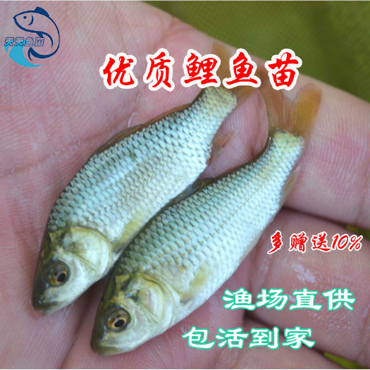 广州 禾花鲤鱼苗|建鲤鱼苗|禾花鱼苗|稻田鲤鱼苗|荷花鲤
