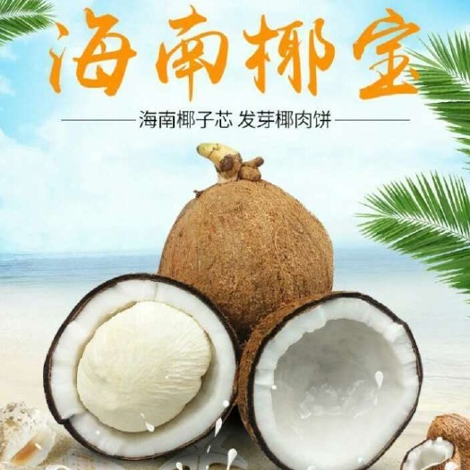 文昌市海南牛奶椰宝椰子饼椰子芯发芽椰子孕妇椰子水椰肉椰皇椰汁包邮