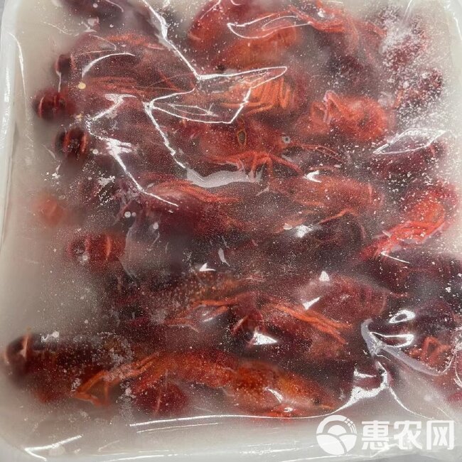 湖北省潜江市液氮速冻清水小龙虾肉质饱满Q弹