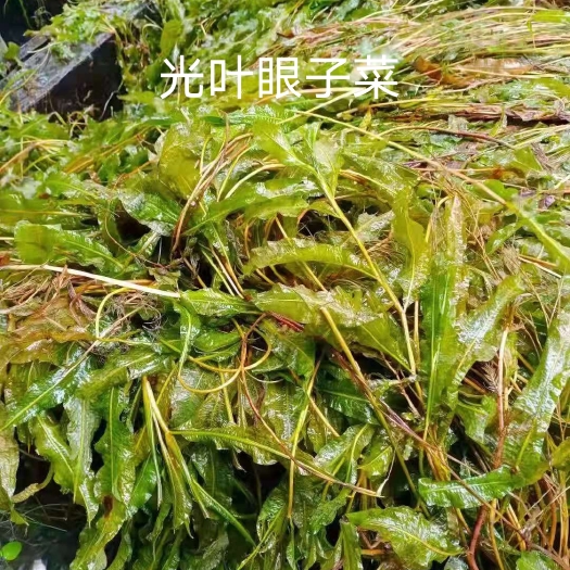安新县马来眼子菜 竹叶眼子菜 篦齿眼子菜 微齿眼子菜等沉水植物