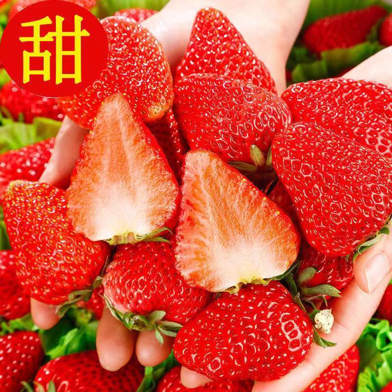 普格县妙香草莓现货奶油草莓新鲜现摘牛奶大草莓应季水果