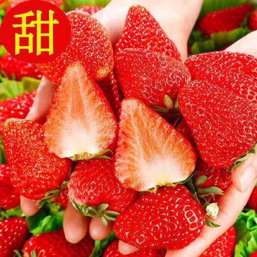 普格县新鲜现摘草莓牛奶99草莓大凉山应季水果超甜商用奶油草莓