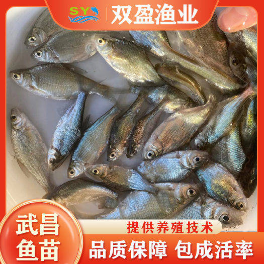 广州武昌鱼苗 双盈渔业基地直供武昌鳊鱼苗，欢迎订购