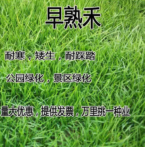 南宁 早熟禾种子四季常青草坪庭院球场草坪护坡绿化草籽