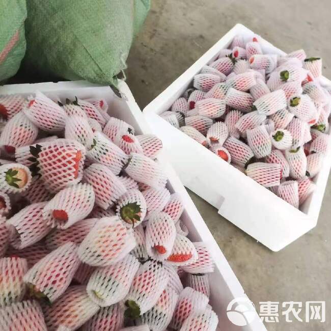 新鲜现摘草莓牛奶99草莓大凉山应季水果超甜商用奶油草莓