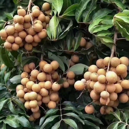 灵山县荔枝王苗    四季龙眼芒果各种木苗