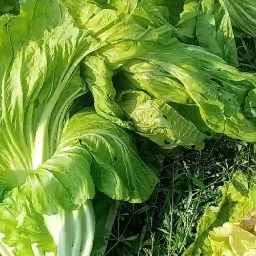 泡泡青 泡菜，青菜