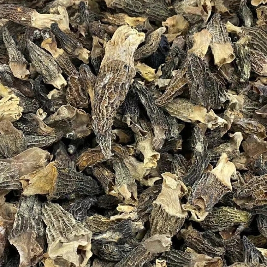  今天公布货源 大量 优惠羊肚菌