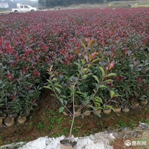 沭阳县 红叶石楠苗