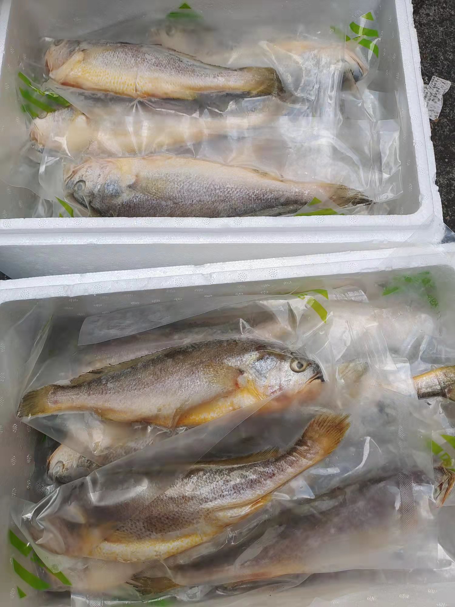 海南黃花魚醇香黃魚鲞海魚新鮮大黃魚冷凍水產(chǎn)鮮魚海鮮批發(fā)零售