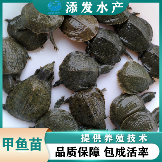 广州 广州渔场直销优质甲鱼苗 品质保证包邮到家