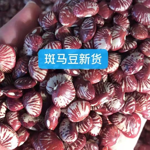 临沂斑马豆，，2023新斑马豆